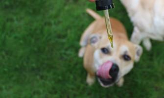 CBD kapi za pse: prednosti, upotreba, doziranje CBD kapi za pse: prednosti, upotreba, doziranje