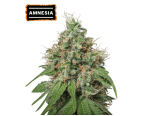 Amnesia Haze Feminized (5 sjemenki), Seed Stockers