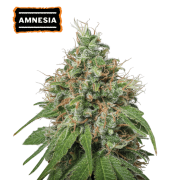 Amnesia Haze Feminized (5 sjemenki), Seed Stockers