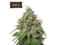 Amnesia Haze Feminized (5 sjemenki), Seed Stockers