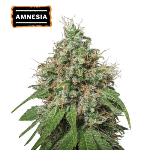 Amnesia Haze Feminized (5 sjemenki), Seed Stockers