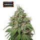 Amnesia Haze Feminized (5 sjemenki), Seed Stockers