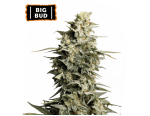 Big Bud Feminized (5 sjemenki), Seed Stockers