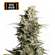 Big Bud Feminized (5 sjemenki), Seed Stockers