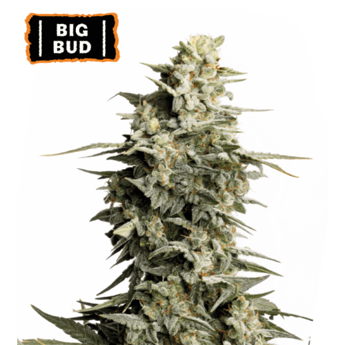 Big Bud Feminized (5 sjemenki), Seed Stockers