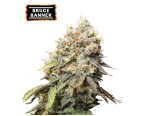 Bruce Banner Feminized (5 sjemenki), Seed Stockers