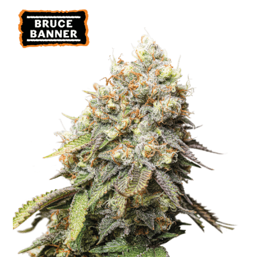 Bruce Banner Feminized (5 sjemenki), Seed Stockers
