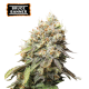 Bruce Banner Feminized (5 sjemenki), Seed Stockers