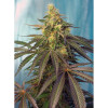 Cream Caramel CBD (3 sjemenke + 1 gratis), Sweet Seeds