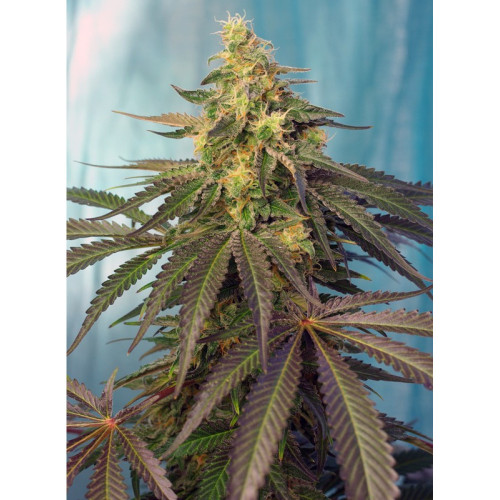 Cream Caramel CBD (3 sjemenke + 1 gratis), Sweet Seeds