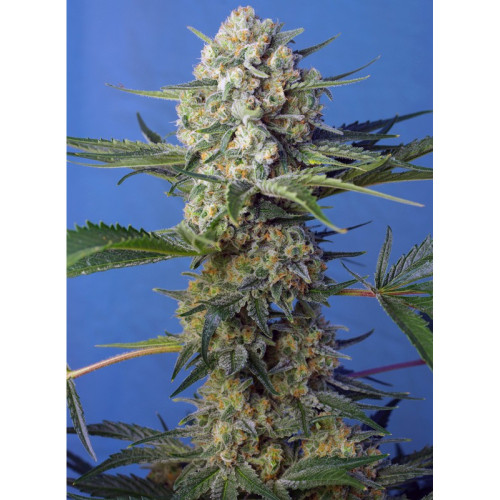 Crystal Candy F1 Fast Version (3 sjemenke + 1 gratis), Sweet Seeds