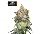 Girl Scout Cookies Feminized (5 sjemenki), Seed Stockers