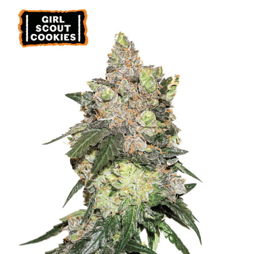 Girl Scout Cookies Feminized (5 sjemenki), Seed Stockers