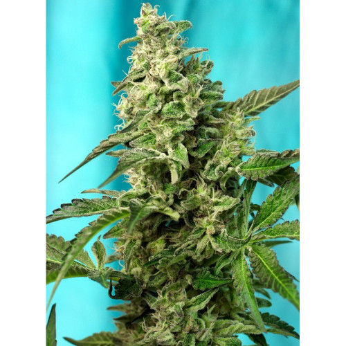 Green Poison F1 Fast Version (3 sjemenke + 1 gratis), Sweet Seeds