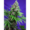 Killer Kush F1 Fast Version (3 sjemenke + 1 gratis), Sweet Seeds