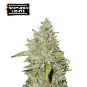 Northern Lights Feminized (5 sjemenki), Seed Stockers