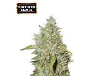 Northern Lights Feminized (5 sjemenki), Seed Stockers
