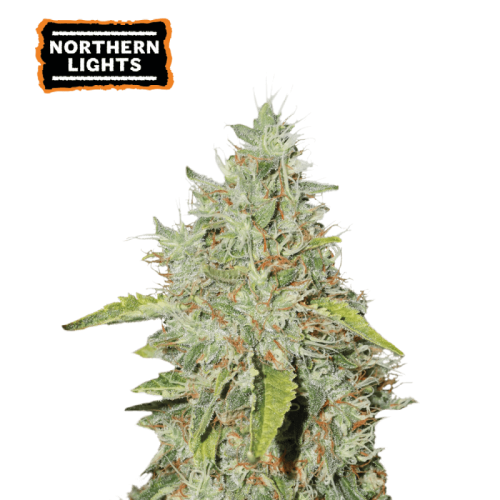 Northern Lights Feminized (5 sjemenki), Seed Stockers