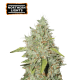 Northern Lights Feminized (5 sjemenki), Seed Stockers