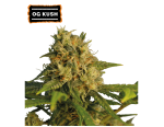 O.G Kush Feminized (5 sjemenki), Seed Stockers