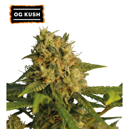 O.G Kush Feminized (5 sjemenki), Seed Stockers
