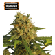 O.G Kush Feminized (5 sjemenki), Seed Stockers