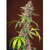 Red Mandarine F1 Fast Version (3 sjemenke + 1 gratis), Sweet Seeds