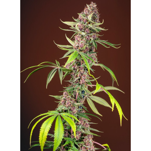 Red Mandarine F1 Fast Version (3 sjemenke + 1 gratis), Sweet Seeds