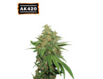 AK420 Auto (5 sjemenki), Seedstockers