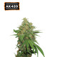 AK420 Auto (5 sjemenki), Seedstockers