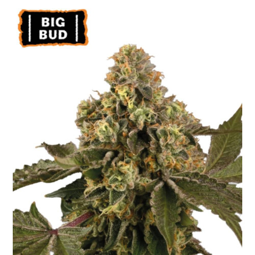 Big Bud Auto (5 sjemenki), Seedstockers
