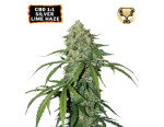 CBD 1:1 Silver Lime Haze Auto (3 sjemenke), Seedstockers