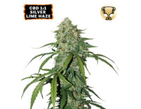 CBD 1:1 Silver Lime Haze Auto (3 sjemenke), Seedstockers