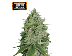 Super Skunk Feminized (5 sjemenki), Seed Stockers