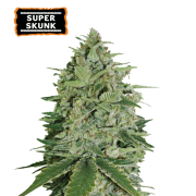 Super Skunk Feminized (5 sjemenki), Seed Stockers