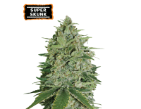 Super Skunk Feminized (5 sjemenki), Seed Stockers
