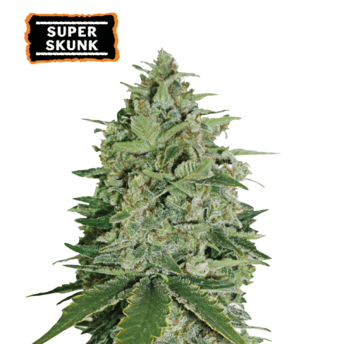 Super Skunk Feminized (5 sjemenki), Seed Stockers
