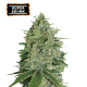 Super Skunk Feminized (5 sjemenki), Seed Stockers