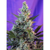 Sweet Skunk F1 Fast Version (3 sjemenke + 1 gratis), Sweet Seeds