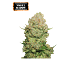 White Widow Feminized (5 sjemenki), Seed Stockers