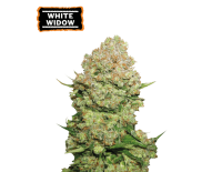 White Widow Feminized (5 sjemenki), Seed Stockers
