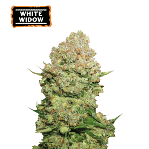 White Widow Feminized (5 sjemenki), Seed Stockers