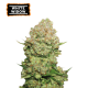 White Widow Feminized (5 sjemenki), Seed Stockers