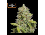 CBD Critical XXL Auto (5 sjemenki), Seedstockers