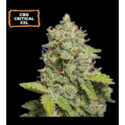 CBD Critical XXL Auto (5 sjemenki), Seedstockers