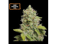 CBD Critical XXL Auto (5 sjemenki), Seedstockers
