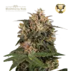 Blackberry Gum Fem (5 sjemenki), Seedstockers