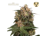 Blackberry Gum Fem (5 sjemenki), Seedstockers