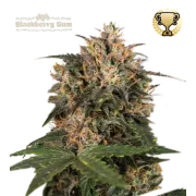 Blackberry Gum Fem (5 sjemenki), Seedstockers