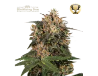 Blackberry Gum Fem (5 sjemenki), Seedstockers